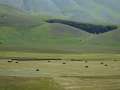 castelluccio_fiorita_05.jpg