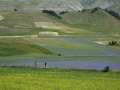 castelluccio_fiorita_06.jpg