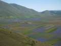 castelluccio_fiorita_13.jpg