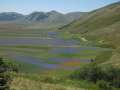 castelluccio_fiorita_15.jpg