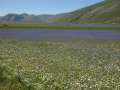 castelluccio_fiorita_22.jpg