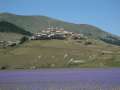 castelluccio_fiorita_23.jpg