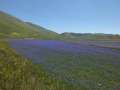 castelluccio_fiorita_24.jpg