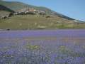 castelluccio_fiorita_25.jpg