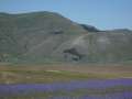 castelluccio_fiorita_27.jpg