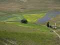 castelluccio_fiorita_29.jpg