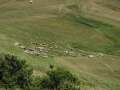 castelluccio_fiorita_36.jpg