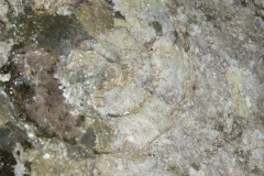 50 Ammonite