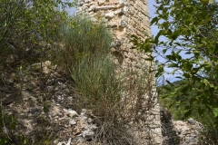 30 Resti della torre