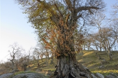 03 Masso quadrato e castagno plurisecolare