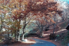 1. La strada che porta al santuario Regina Pacis