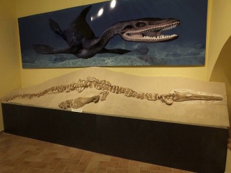 Museo dei fossili Oppelide e C.E.A. - Gagliole (MC)