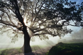 10 Grande Quercia di Nottoria