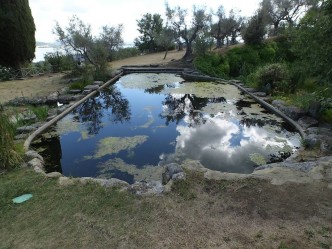 piante acquatiche - castiglione del lago 08